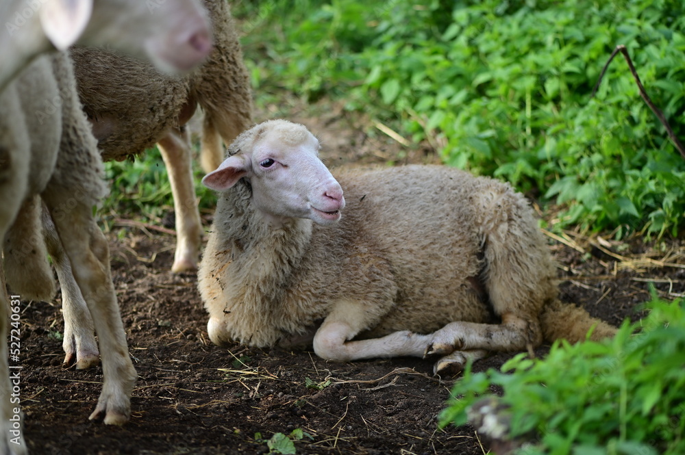 sheep and lamb 