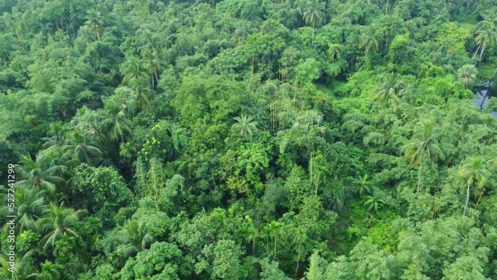 Aerial or drone view shot of deep green jungle Aerial or drone view shot of deep green jungle