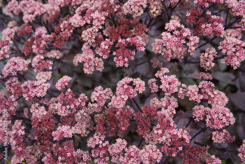 Primula juliae, Primulaceae family. Braunschweig, Germany.