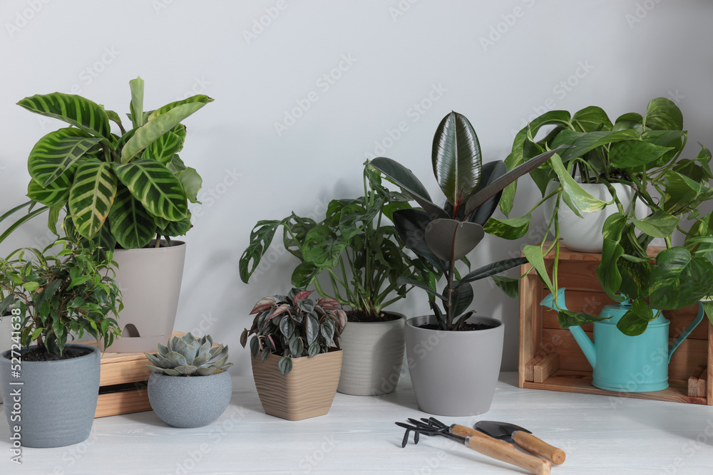Obraz premium White table with different beautiful houseplants and gardening tools indoors