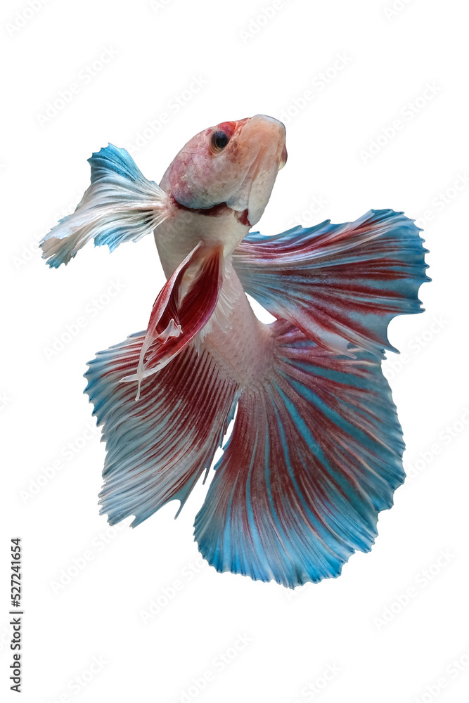 Obraz premium Pink betta fish, siamese fighting fish, isolated on white background.