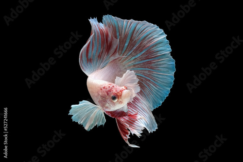 Pink betta fish, siamese fighting fish, isolated on black background.