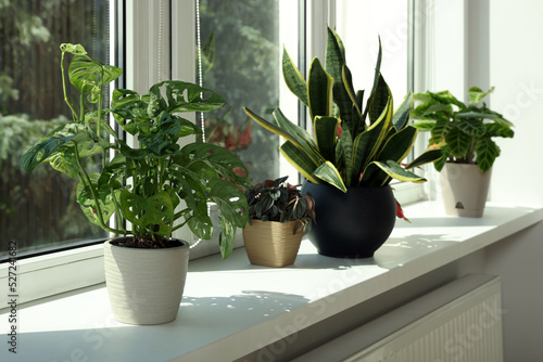 Beautiful houseplants on white window sill indoors © New Africa