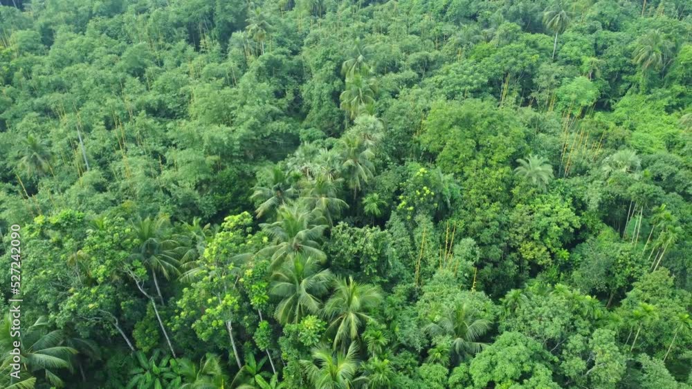 Aerial or top view of deep green forest or jungle. The leaves of green trees produce a lot of oxygen. The role of forests is very important in maintaining the level of oxygen. Aerial or top view of deep green forest or jungle. The leaves of green trees produce a lot of oxygen. The role of forests is very important in maintaining the level of oxygen.