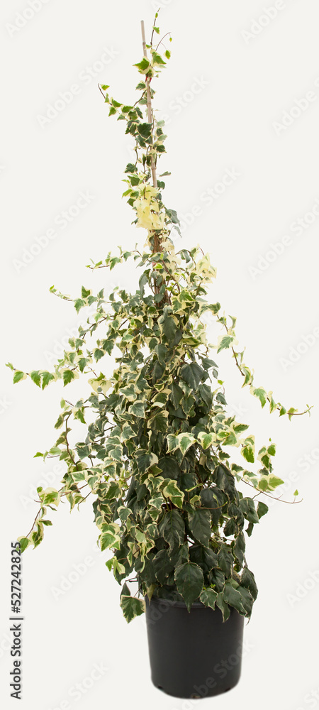 Fototapeta premium Big hedera plant in flowerpot on isolated white background, selective focus shot.