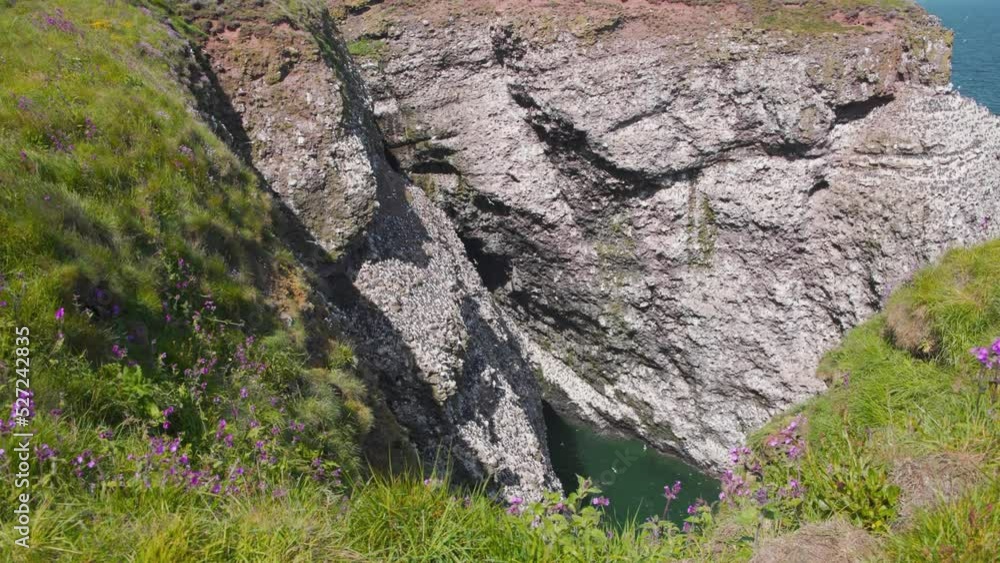 Seabird colony flying below grassy Fowlsheugh cliffs in Scotland. Seabird colony flying below grassy Fowlsheugh cliffs in Scotland.
