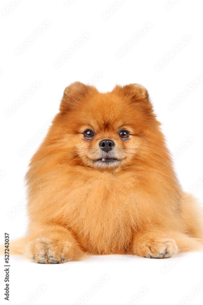 pomeranian spitz isolated on white pomeranian spitz isolated on white