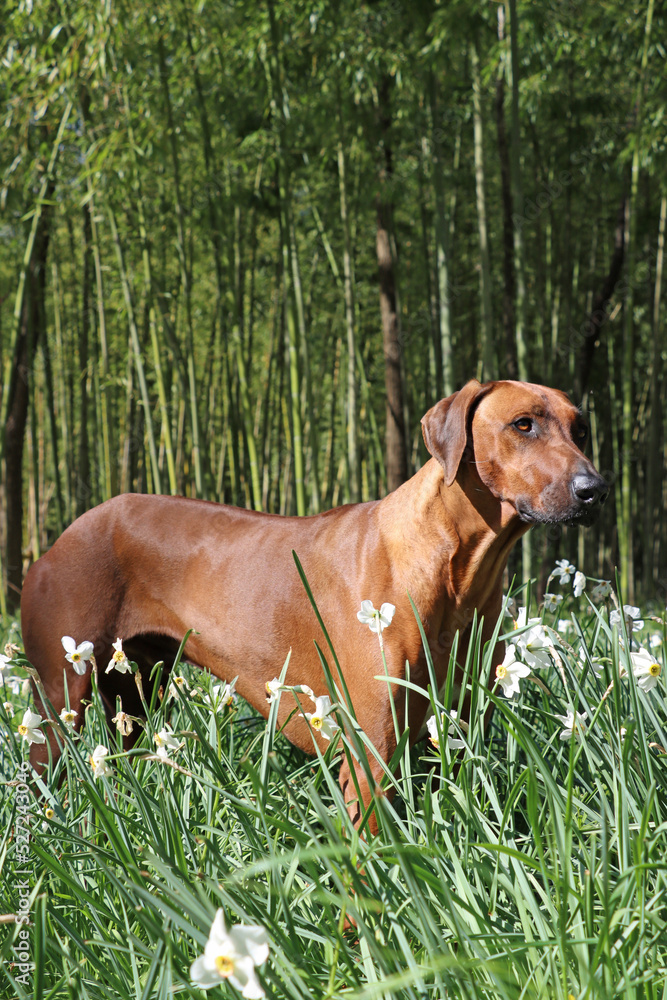 Rhodesian ridgeback isolated  