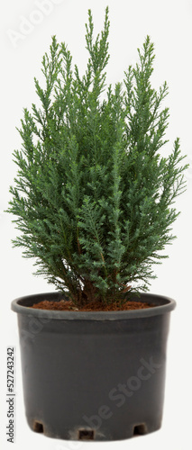 Blue conifer albudi plant in flowerpot on isolated white background, selective focus shot.
