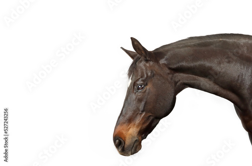 portrait of a horse isolated on white 