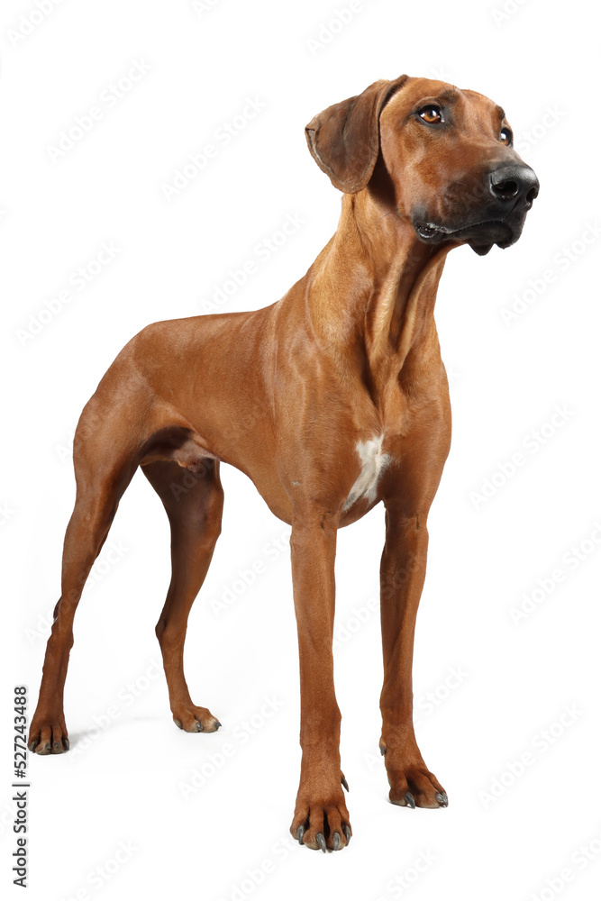 Obraz premium Rhodesian ridgeback isolated 