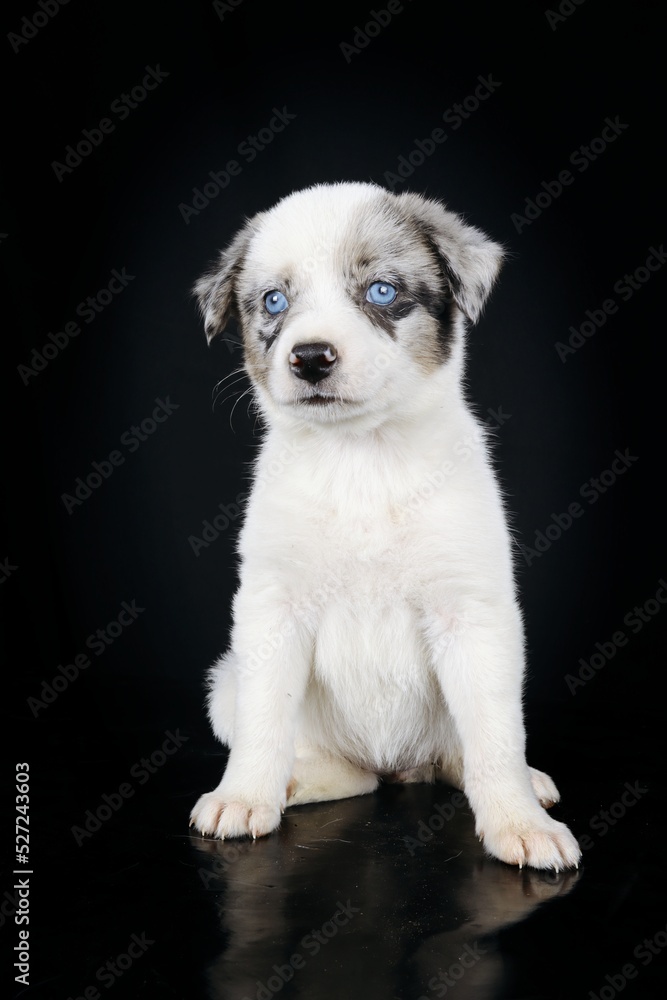 puppy australian shepherd isolated on black background puppy australian shepherd isolated on black background