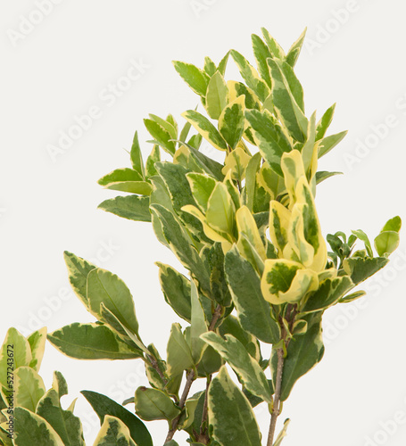 Ligustrum texanum plant on isolated white background, selective focus shot.