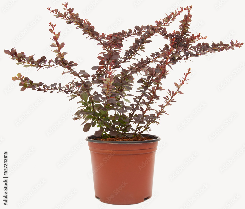 Balur berberis plant in tile-colored flowerpot on isolated white background, selective focus shot. Balur berberis plant in tile-colored flowerpot on isolated white background, selective focus shot.