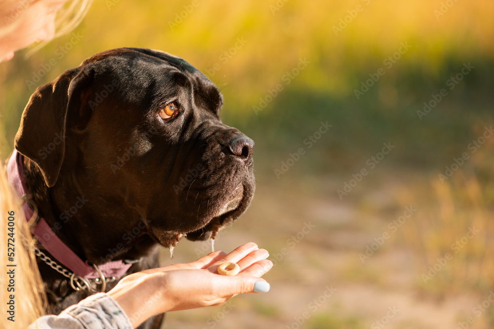 Unrecognizable person holding treat for her dog in hand in outdoors