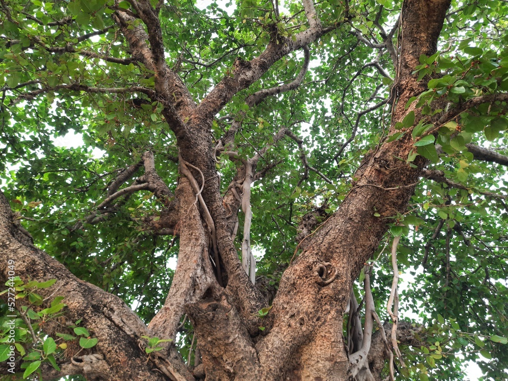 Giant banyan tree. Tree of Life, Amazing Banyan Tree. A banyan, also spelle banian is a fig that begins its life as an epiphyte a plant that grows on another plant. Banyan is a national tree of India. Giant banyan tree. Tree of Life, Amazing Banyan Tree. A banyan, also spelle banian is a fig that begins its life as an epiphyte a plant that grows on another plant. Banyan is a national tree of India.