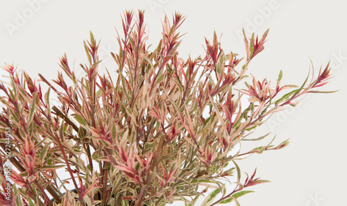 Gaura tricolor plant on isolated white background, selective focus shot.