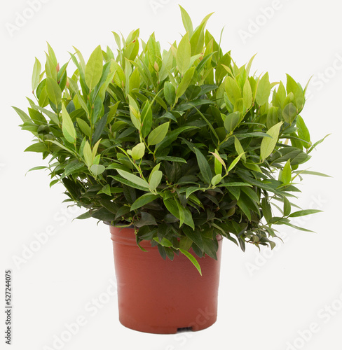Leucothoe plant in tile-colored flowerpot on isolated white background, selective focus shot.