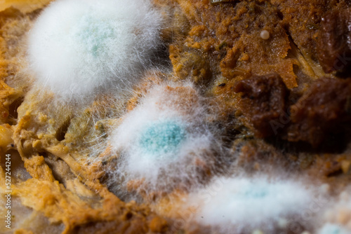 Multicolored mold on a food surface. Close-up of colorful growth mustiness mushrooms on a food. Green mold Penicillium expansum. Selective focus