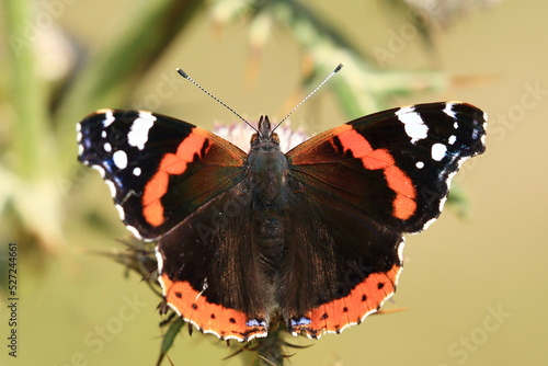 Rad admiral (Vanessa atalanta), colorful butterfly 