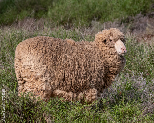 Large woolly Merino sheep standing in long grass