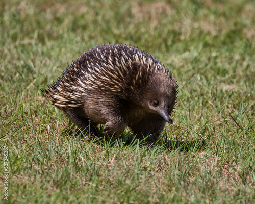 Front on view of echidna walking across grass photo