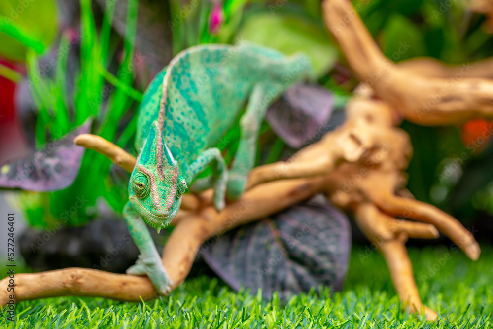 Curated visual reference: Picture Idea: Chameleon Close Up Multicolor Beautiful Reptile With Colorful Bright