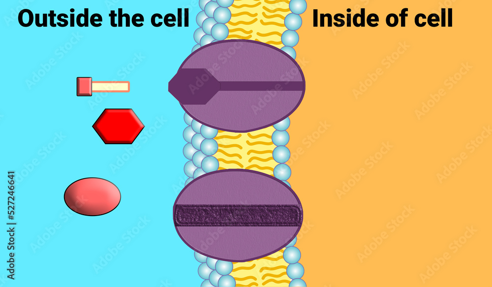 Proton Gradient provides energy for a secondary active transporter. The