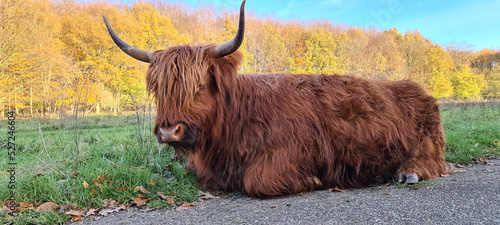 scottish highland cow in a field