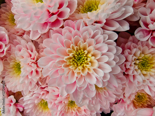 chrysanthemum flowers
