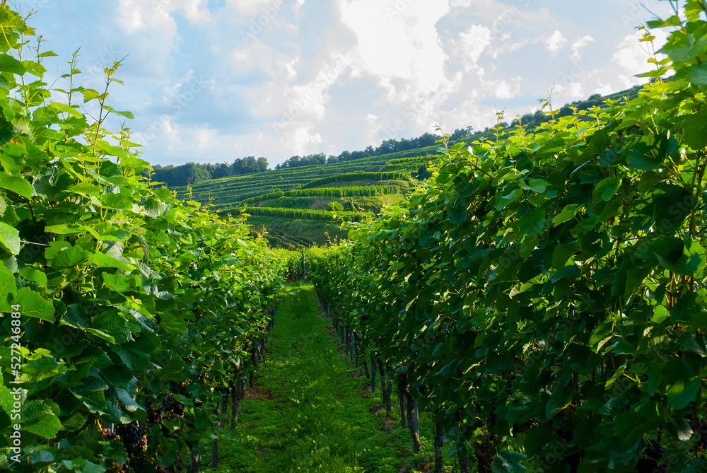 Weinberge Reben