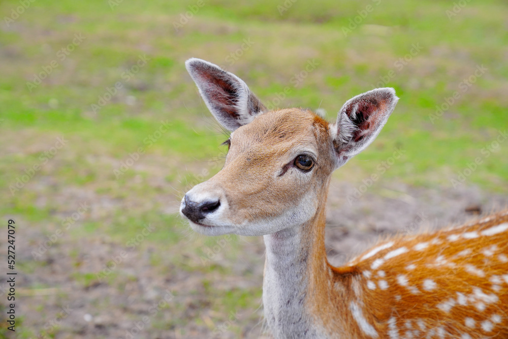 Spotted deer on green field. The chital or cheetal, also known as spotted deer or axis deer. White-tailed spotted baby deer eating grass on an open field Spotted deer on green field. The chital or cheetal, also known as spotted deer or axis deer. White-tailed spotted baby deer eating grass on an open field