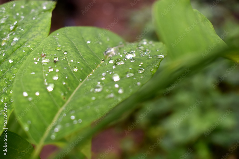 Selective focus of water raindrops on green leaf with nature blurred background. Selective focus of water raindrops on green leaf with nature blurred background.
