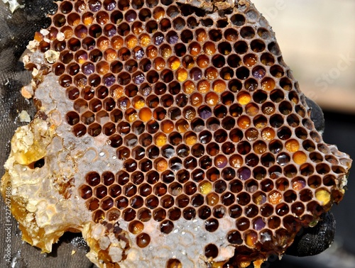 A picture of a stretched wax filled with larvae, which is evidence of the queen's safety