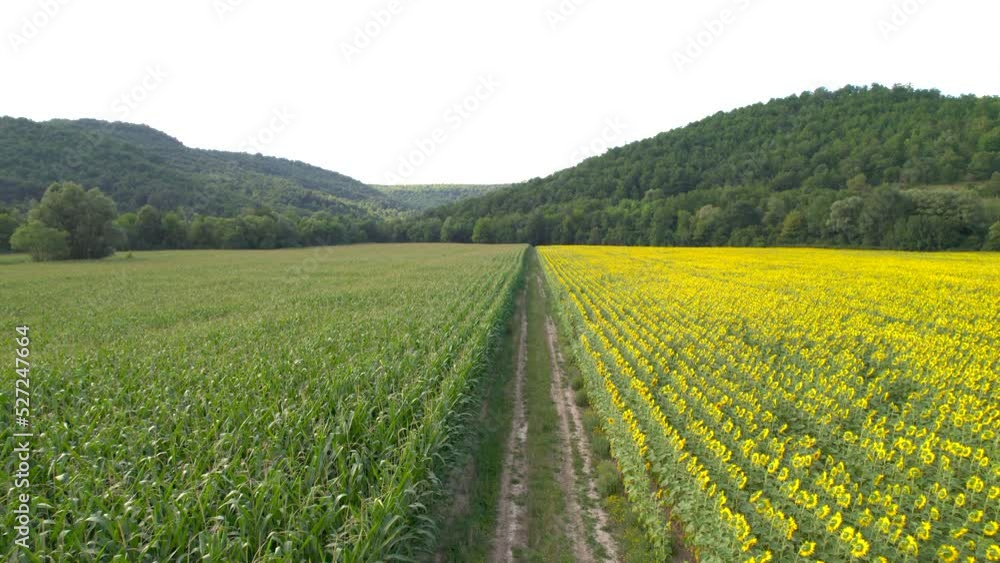 Aerial view of rural road in the middle of sunflower fields Aerial view of rural road in the middle of sunflower fields