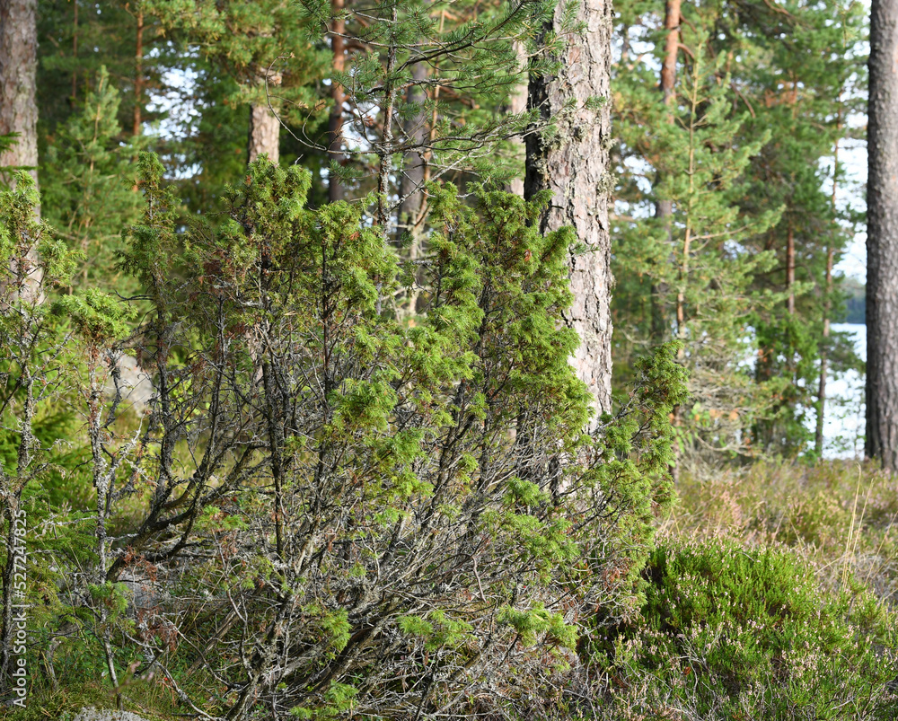 Obraz premium Finnish forest