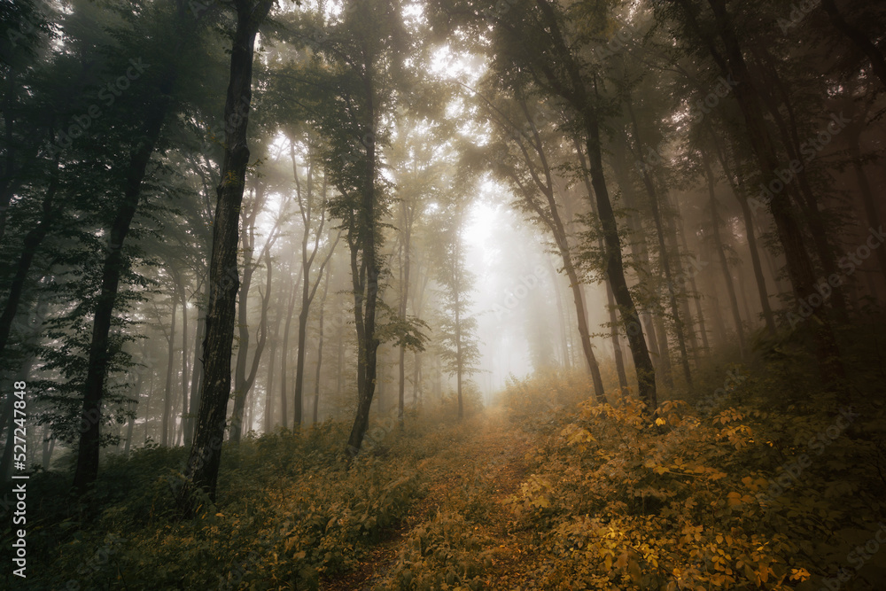 Obraz premium autumn colors in misty forest