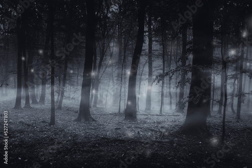 dark woods at night  magical forest landscape