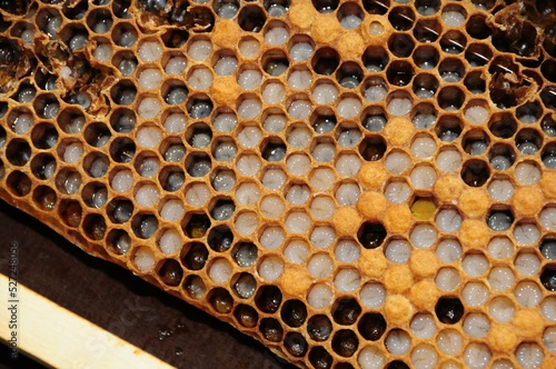 A picture of a stretched wax filled with larvae, which is evidence of the queen's safety