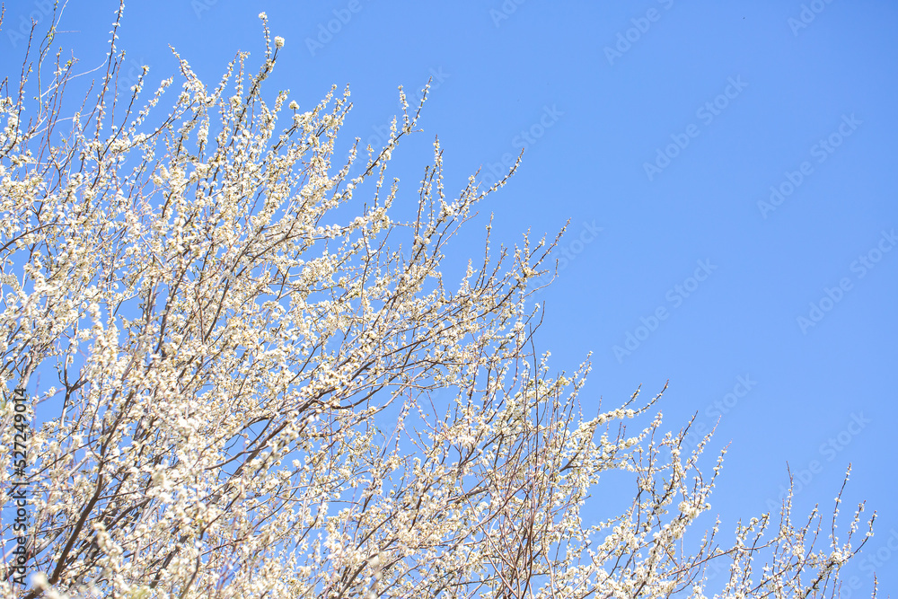 White flowers bloom in the trees. Spring landscape with blooming sakura tree. Beautiful blooming garden on a sunny day. Copy space for text. White flowers bloom in the trees. Spring landscape with blooming sakura tree. Beautiful blooming garden on a sunny day. Copy space for text.