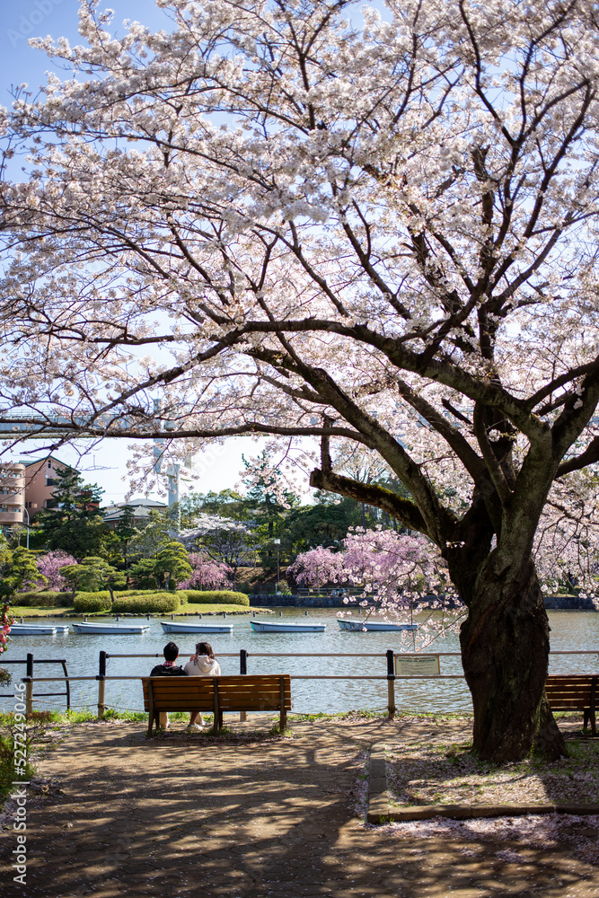 満開の桜と公園のベンチに座る男女