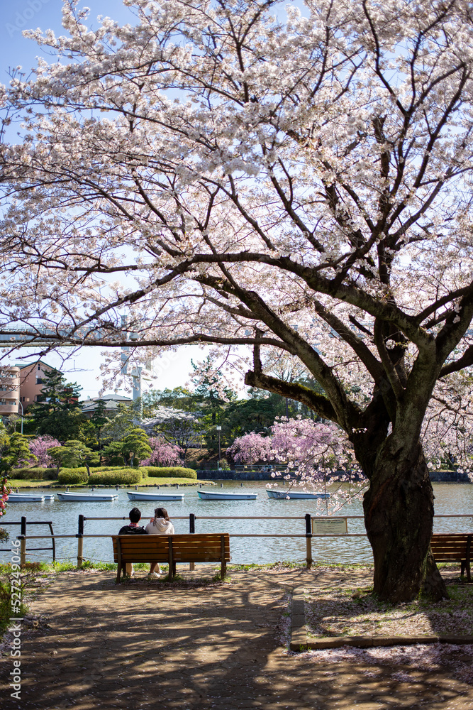 満開の桜と公園のベンチに座る男女 満開の桜と公園のベンチに座る男女