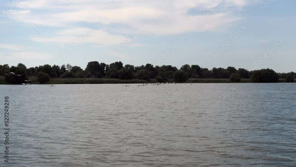 Birds flying above the water on beautiful wild river Birds flying above the water on beautiful wild river