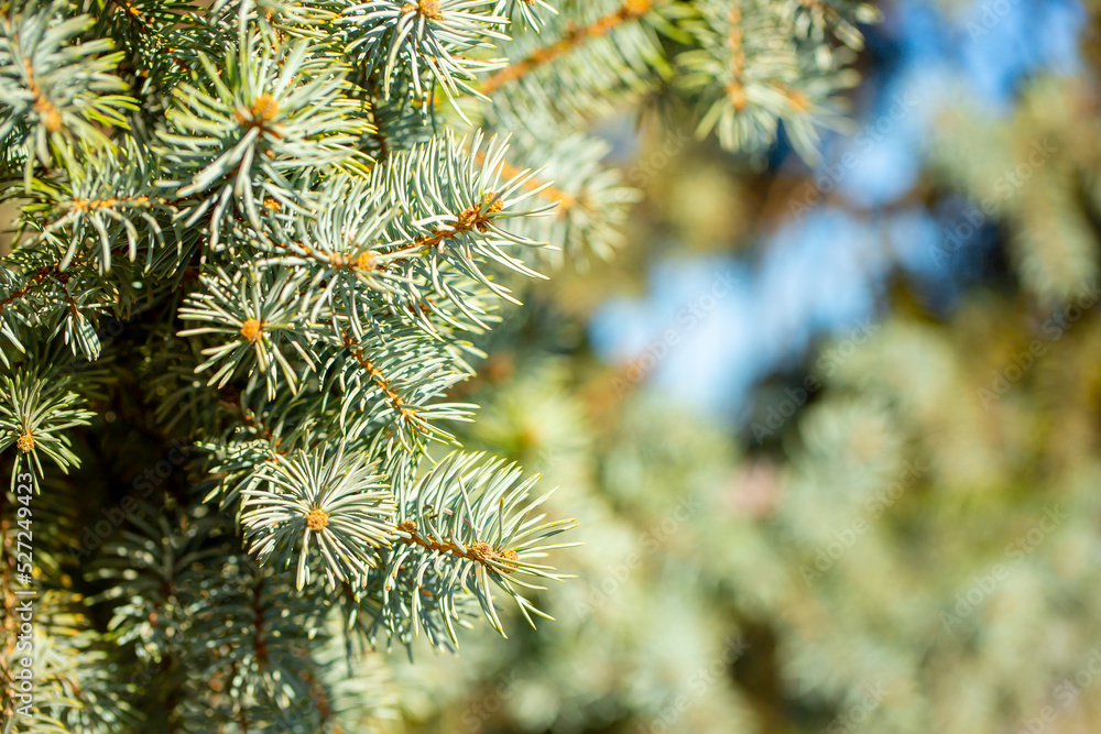 Fir branches close-up. Coniferous trees in the forest. Winter Christmas background. Christmas background, beautiful nature