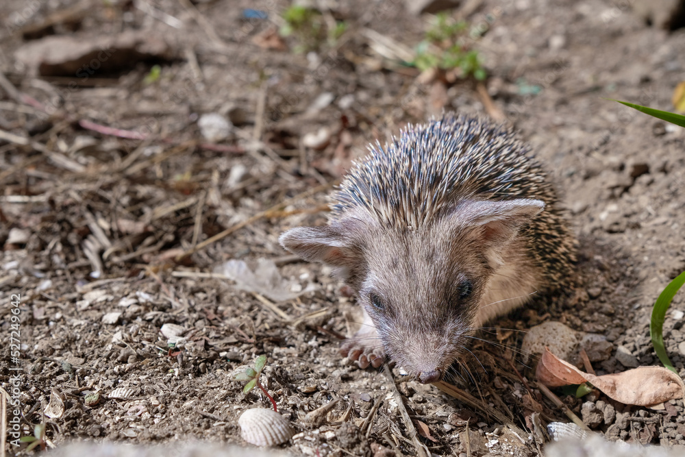 A small eared hedgehog sits on the ground. Hemiechinus auritus. Selective focus. A small eared hedgehog sits on the ground. Hemiechinus auritus. Selective focus.