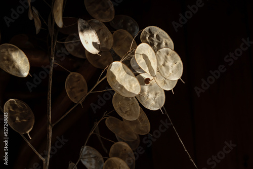 Ornamental plant Lunaria on the black background. Sunlight. Dark photo. Copy space. photo