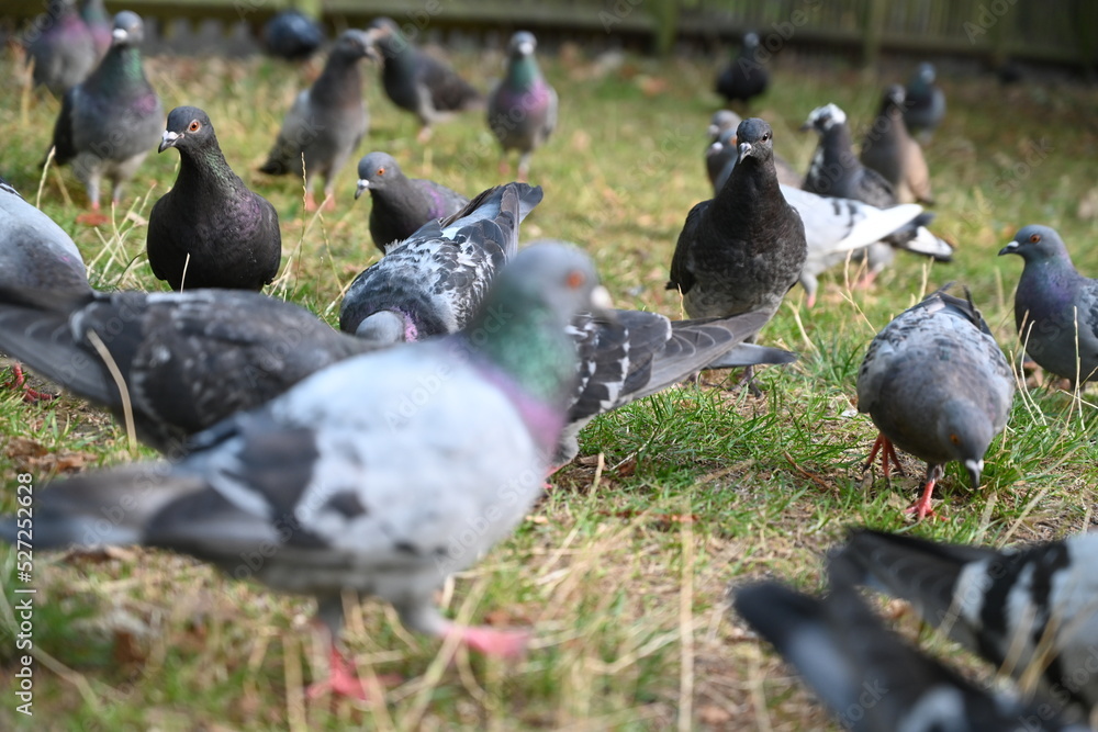 flock of pigeons looking for food flock of pigeons looking for food