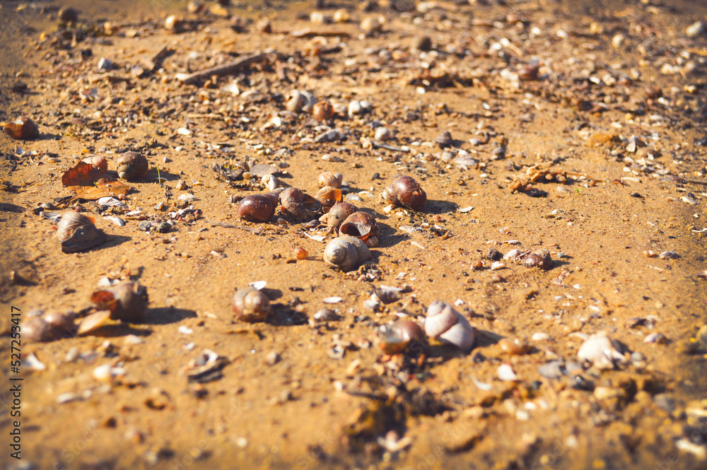 Golden sandy beach. Hundreds of shells lie on the bank of a drying up river - heat, drought, summer water landscape. Dry river, animals, wildlife. Background, postcard, wallpaper Golden sandy beach. Hundreds of shells lie on the bank of a drying up river - heat, drought, summer water landscape. Dry river, animals, wildlife. Background, postcard, wallpaper