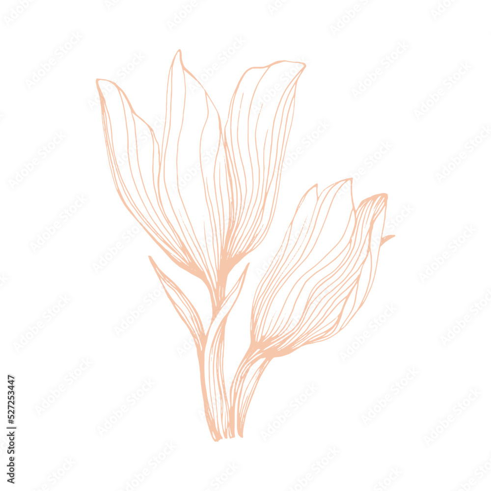 Sketch Flower Line art Hand Drawn Illustration.
