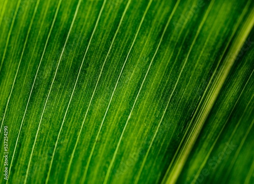 Green leaf texture. Beautiful green leaf abstract pattern. Beautiful nature.